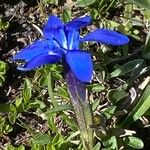 Gentiana brachyphylla ফুল