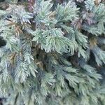 Juniperus squamata Fuelha