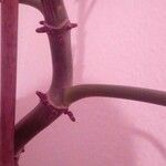 Philodendron splitgerberi Kabuk