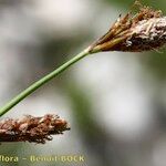 Carex mucronata Fruto