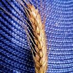 Triticum monococcum Owoc