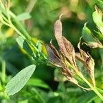 Medicago falcata Frucht