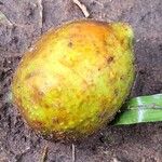 Ficus maxima Froito