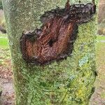 Alnus incana Escorça