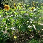 Helianthus annuus Blad