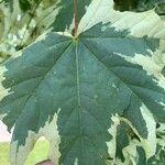 Acer platanoidesFolha