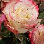 Rosa ferruginea Flower