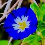 Convolvulus tricolor Flower