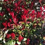 Photinia serrulata葉