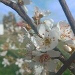 Prunus armeniaca Çiçek