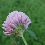 Trifolium medium Blomst