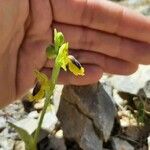 Ophrys lutea Blatt