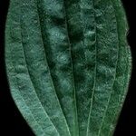 Plantago media Leaf