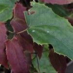 Epimedium pubescens Hoja