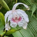 Sobralia rosea Flower