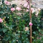 Rosa × damascena Alkat (teljes növény)