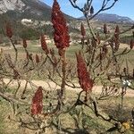 Rhus typhinaFiore