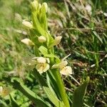 Dactylorhiza insularis Flower