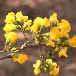 Pterocarpus angolensis Flor