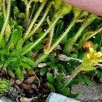 Saxifraga exarata Corteza