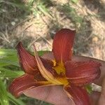 Hemerocallis minorCvet