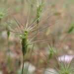 Aegilops neglecta Ffrwyth