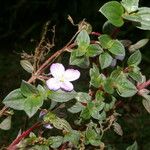 Pilocosta nubicola Flower