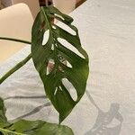 Monstera adansonii葉