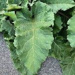 Arctium lappa 葉