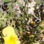 Helianthemum salicifolium Лист