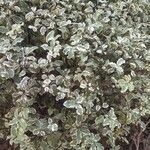 Pittosporum tenuifolium Folha