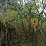 Cnidoscolus aconitifolius Blatt