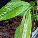 Asimina triloba Fuelha