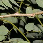 Leucaena multicapitula List
