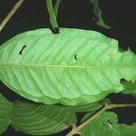 Eugenia lithosperma 葉