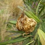 Gomphocarpus fruticosus Fruit