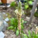 Plantago argenteaCvet