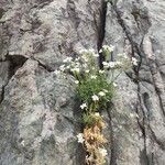 Cerastium lineare Lorea