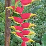 Heliconia rostrata Kvet