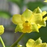 Cyrtopodium flavum Flower