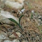 Hyacinthella leucophaea फूल