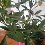 Fortunella japonica Yaprak