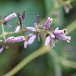 Paederia foetida Blomst