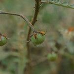 Solanum pyracanthos Фрукт