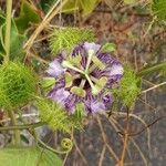 Passiflora ciliata