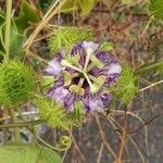 Passiflora ciliata Blüte