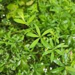 Galium sylvaticum Folha