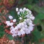 Erica vagans Kukka