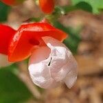 Phaseolus coccineus Flor