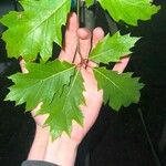 Quercus velutina Φύλλο